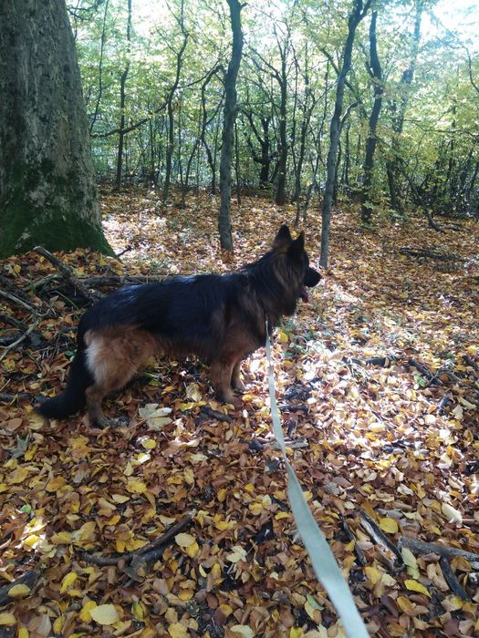 Цуценята німецької вівчарки