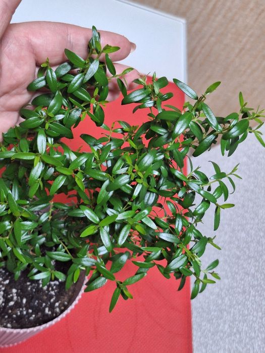 Продам Мирт, підліток, доглянута домашня рослина