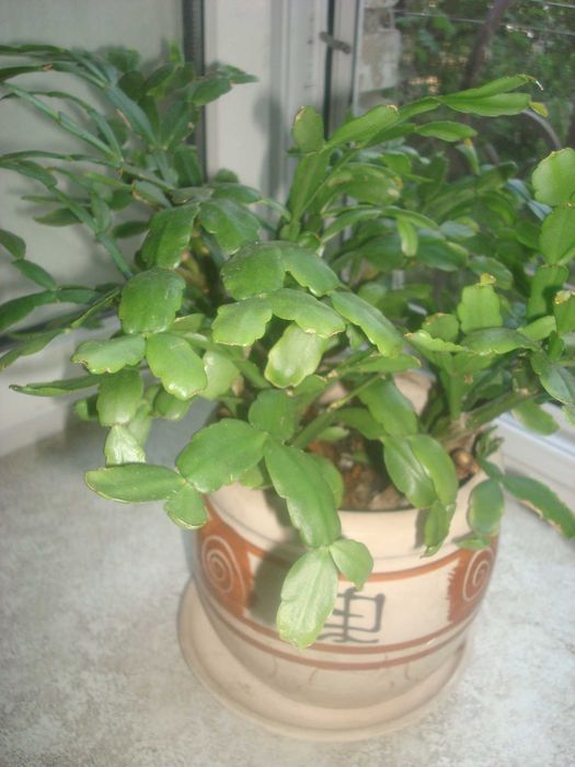 Рождественник/шлюмбергера/декабрист/зигокактус с горшком