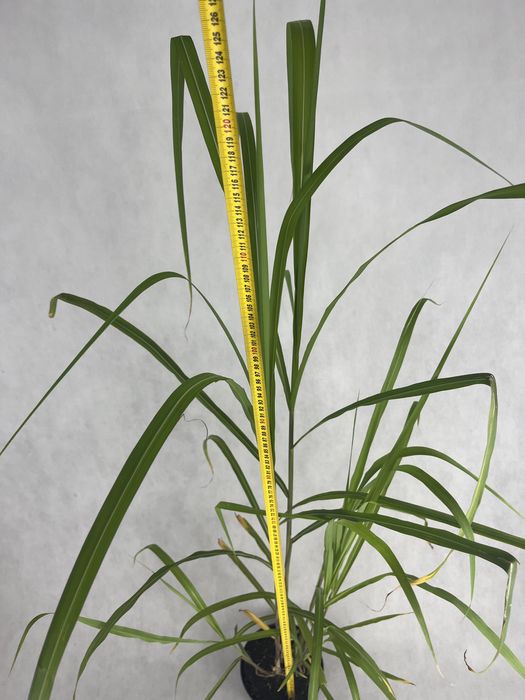 Miskant gigant gigantus najwyzszy do 2,5m kalisz wysyłka