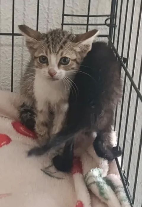 Gatinhos bebés para adoção responsável