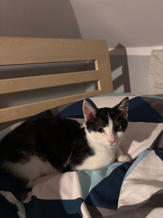 Zaginął czarno-biały kot