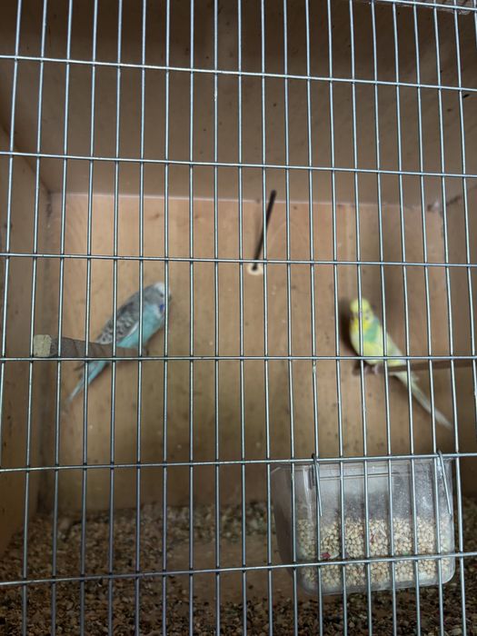 Casal de piriquitos
