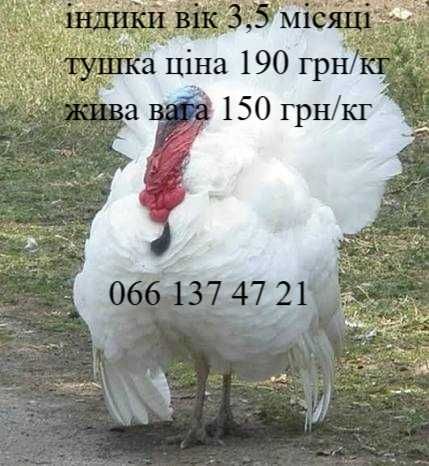 індики продам живою вагою чи тушками