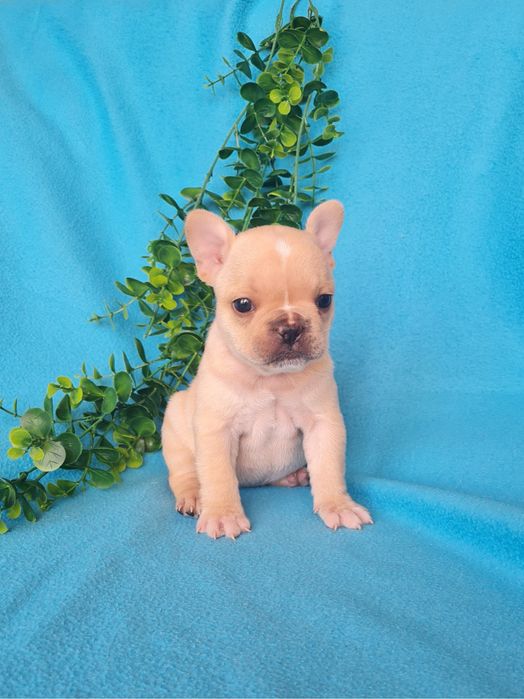 Excelente menina Bulldog/Bouledogue Francês de Qualidade