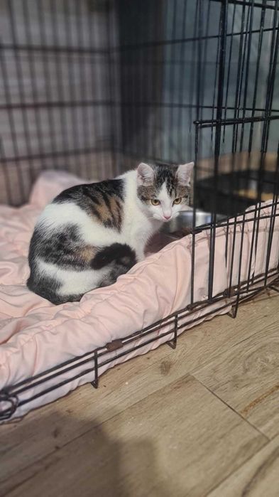 Moli - młody kocurek szuka domu