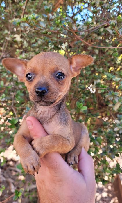 Femea pinscher mini