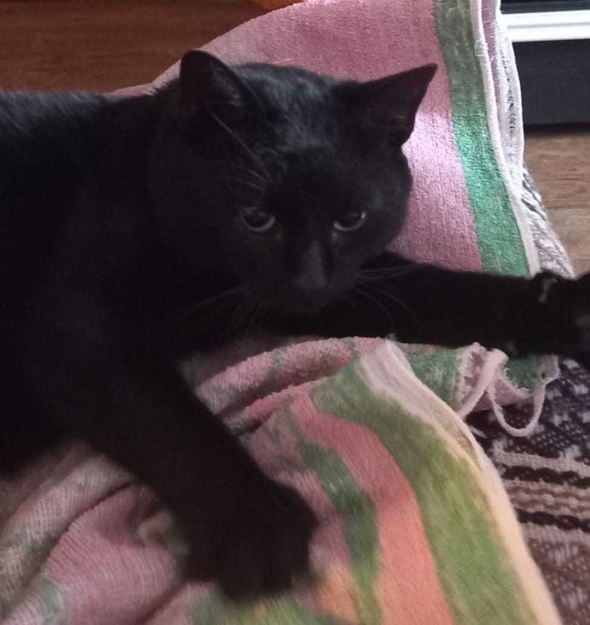 WALDUŚ to kot, który kocha nad życie