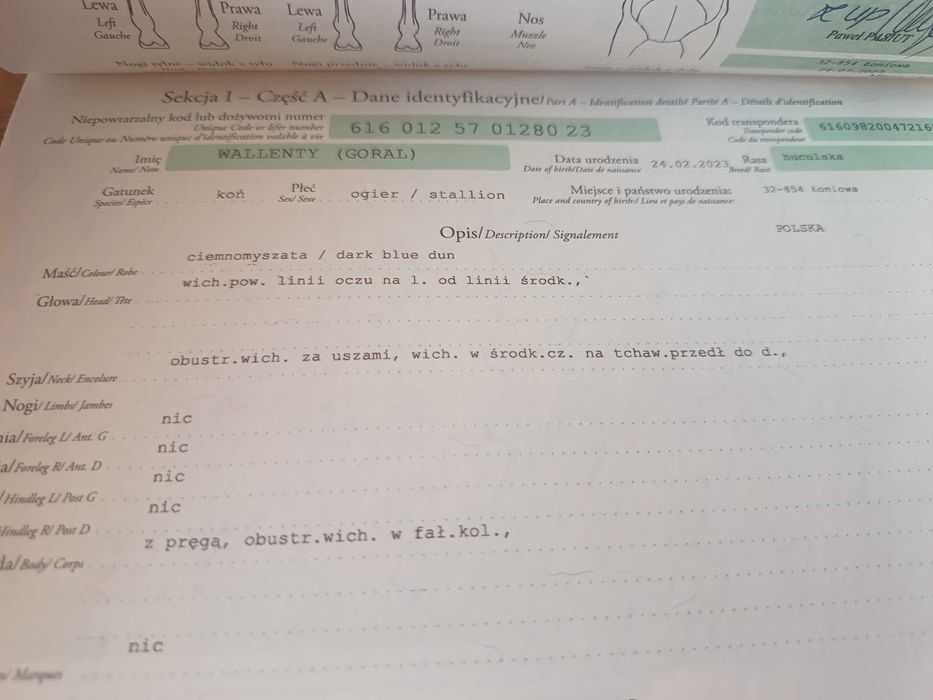 Klacze huculskie dotacyjna klacze ogiery