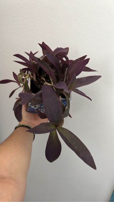 Pallida setkrezja purpurowa