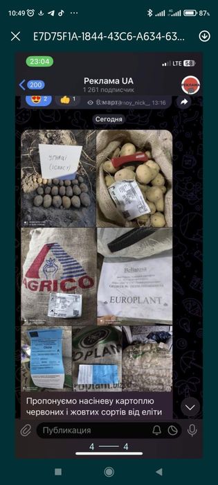 Насіннєва картопля рев'єра1 репродукція (насінка,)насінева