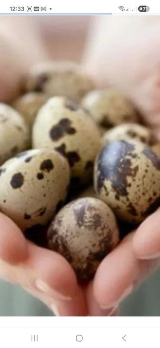 Инкубаційне яйца  перепілки