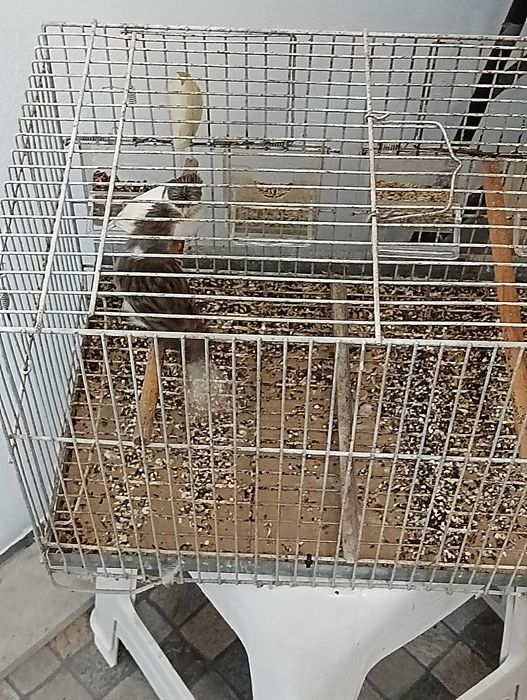 Alerquim português 2025