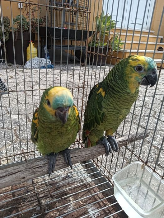 Casal de aestivas xhantoperix