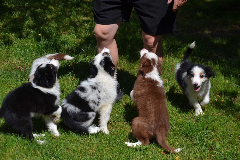 Border Collie piesek