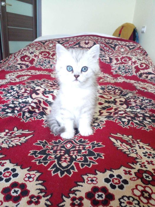 Шотландске кошеня