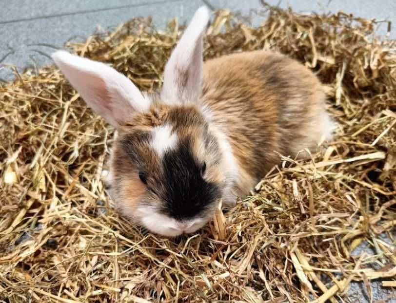 Królik Mini Loop GRUBY KOCUR sklep zoologiczny UL. SŁODKA