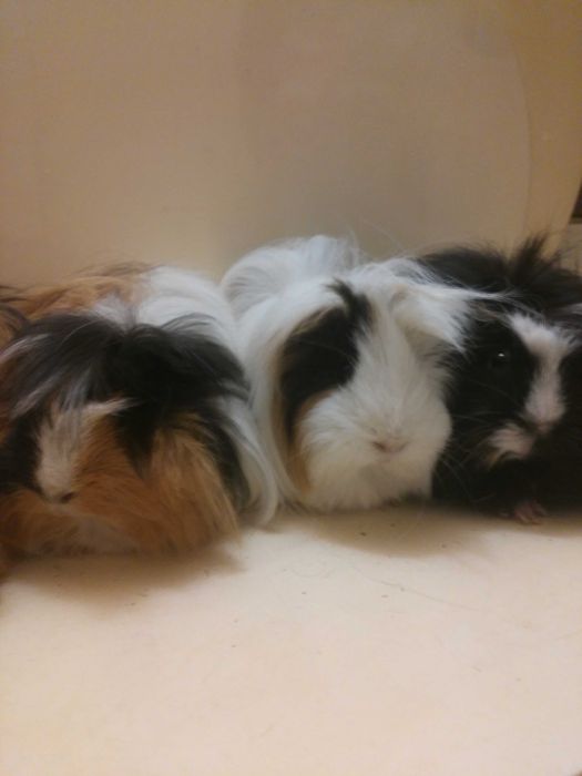 Морские свинки перуанские . шелти . розеточные и гладкие