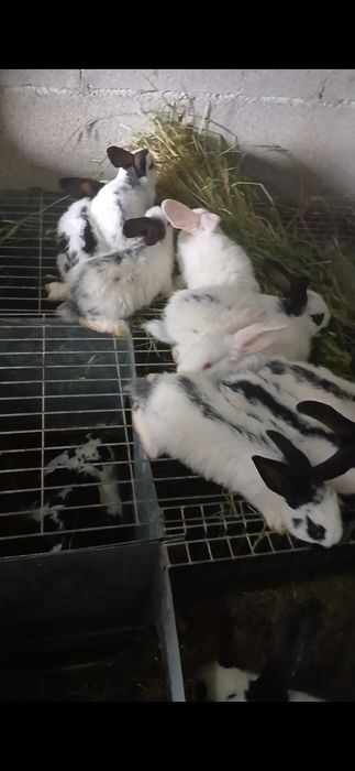 Coelhos para reprodução ou consumo