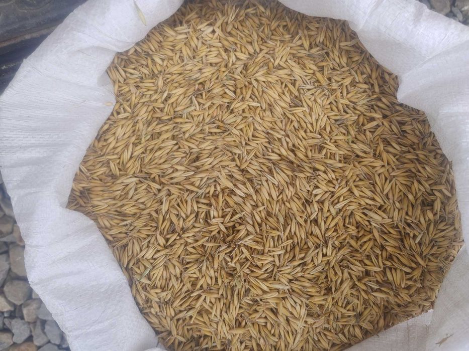 Pszenica owies jeczmien kukurydza slonecznik