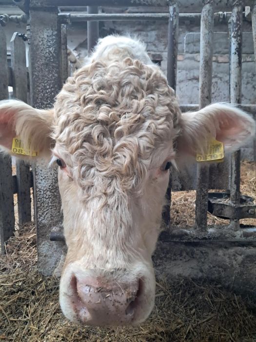 Byk byki odsadki charolaise