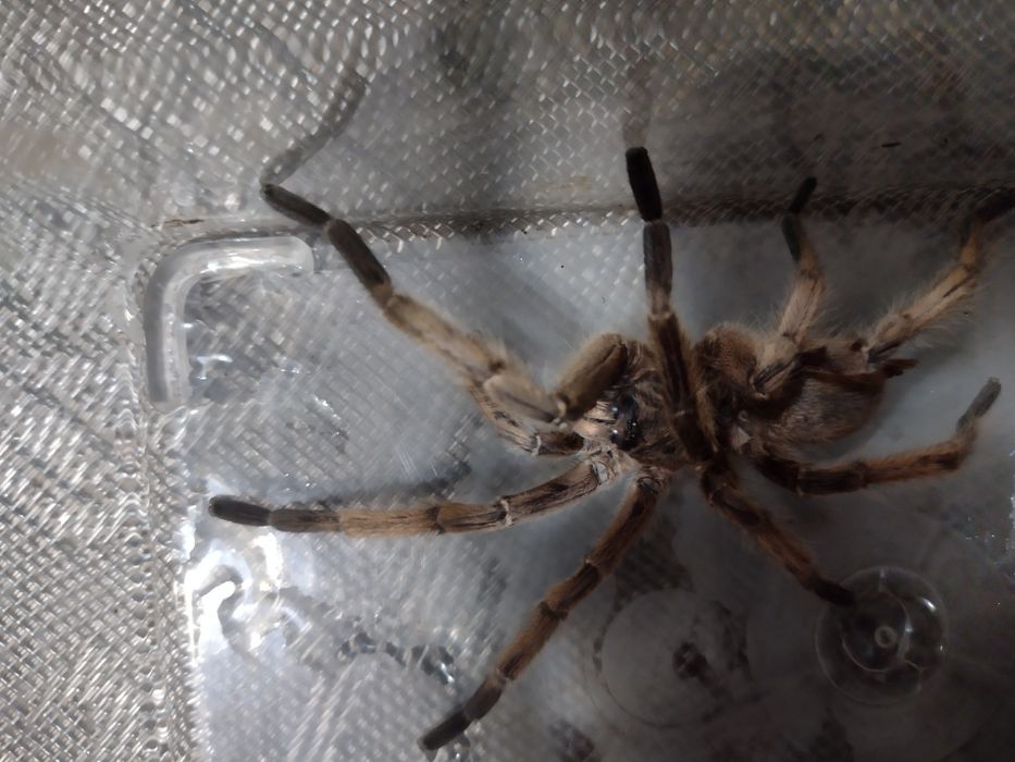 Chilobrachys huahini dorosły samiec