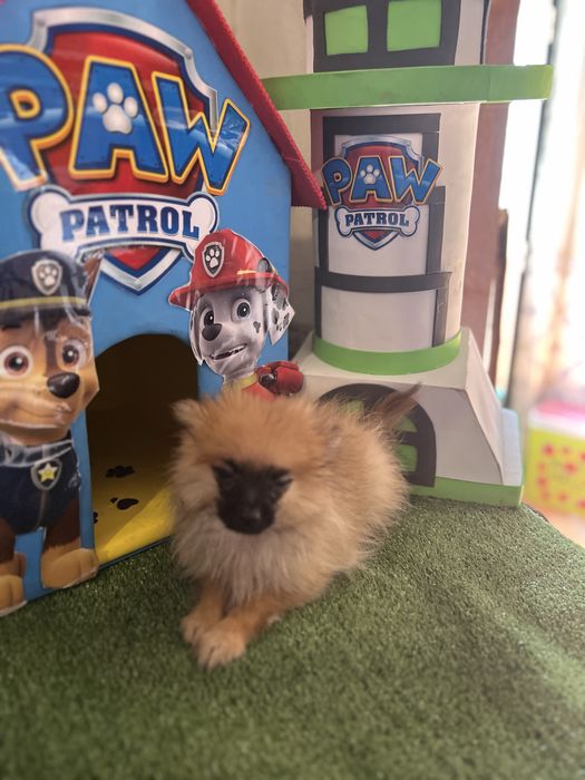 Sptiz macho anão miniatura lsrenja
