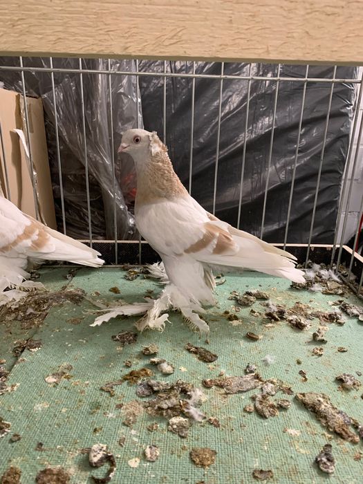 Blauwinder Samica 25 rok