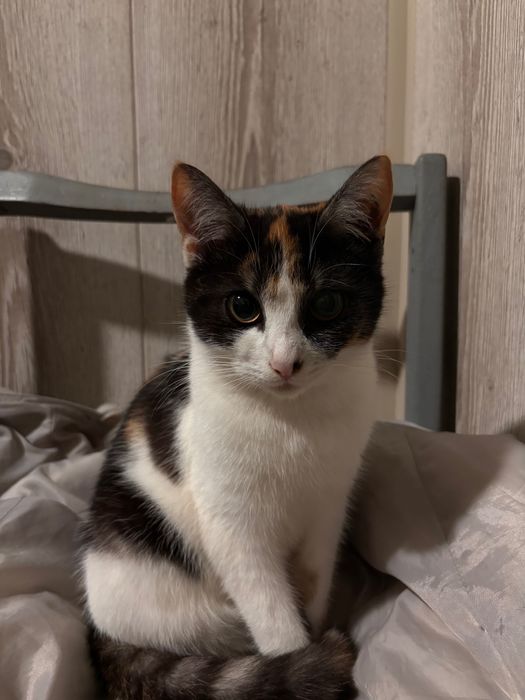 Кішечка в добрі руки, вакцинована.