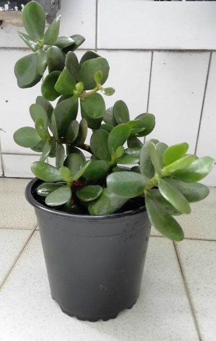 Planta Natural Jade (Crassula Ovata), atrai a sorte e o dinheiro