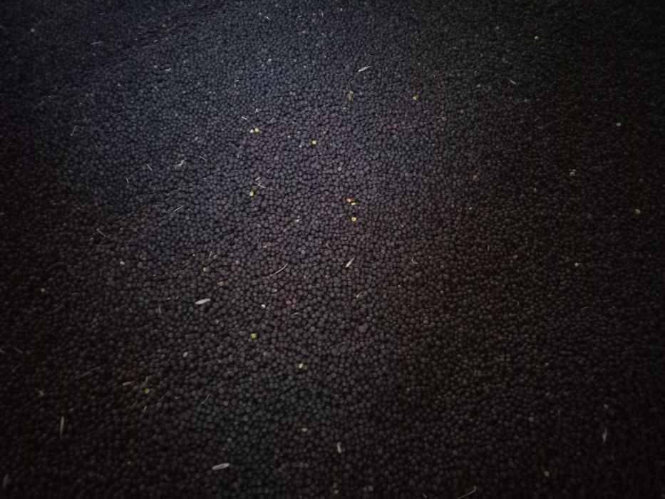 1 kg BRUKIEW Nasiona Karpiel, Kwaki, pasza,poplon, kiełki