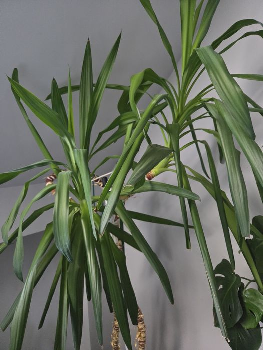 Kwiat doniczkowy Juka Yuca