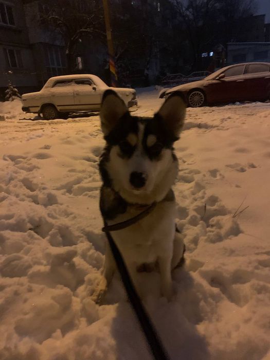 Віддамо в добрі руки..