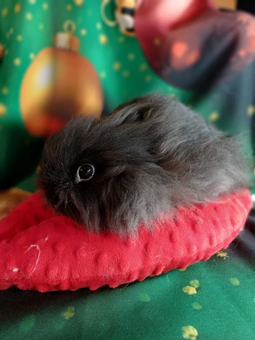 Króliczek samiczka Karzełki Teddy z hodowli Polskie -Jabłuszko E131