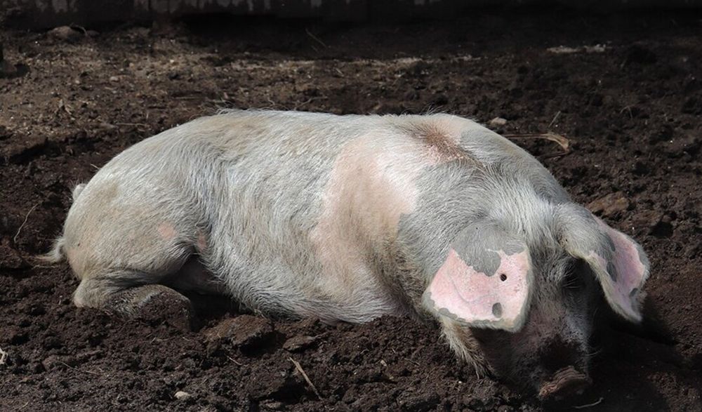 Porcos  Raça Bisaros