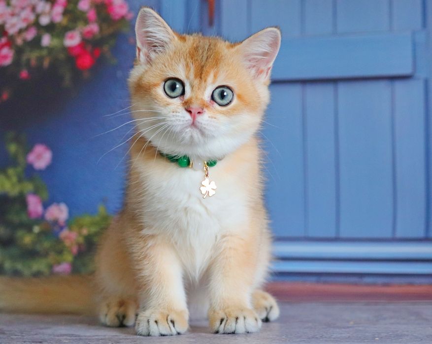 Мальчик золотая шиншилла