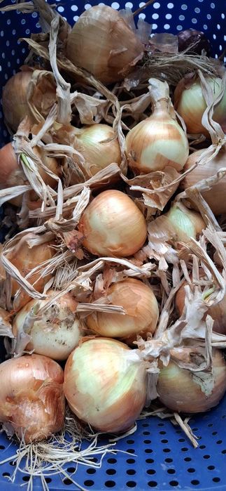 Produtos agrícolas biológicos - 1€ kilo - Santarém - Vale de Figueira