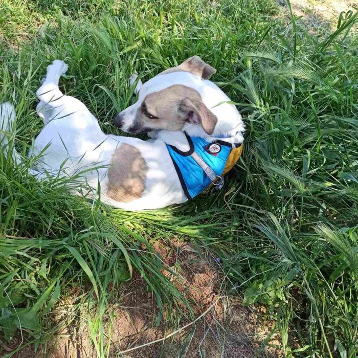 Джек Рассел (мальчик) для случки