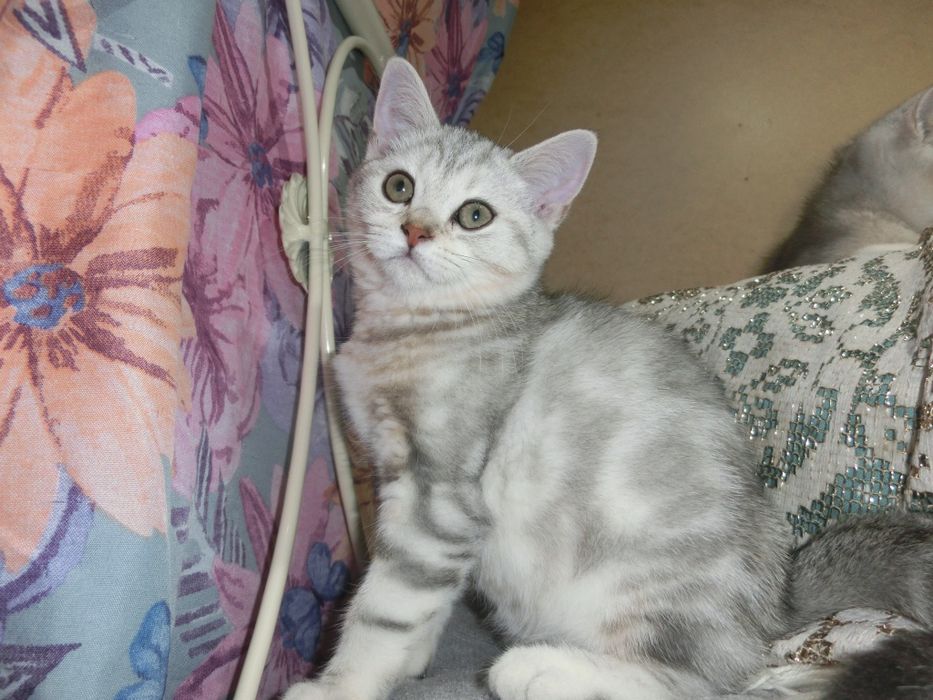 Чистокровні шотландські котята