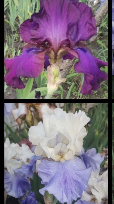 Піони та іриси.!