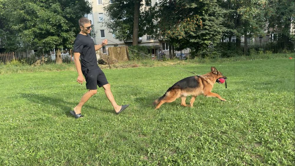 Цуценята німецької вівчарки