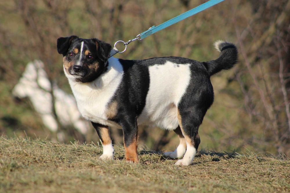 APART pies młody adopcja schronisko lękliwy