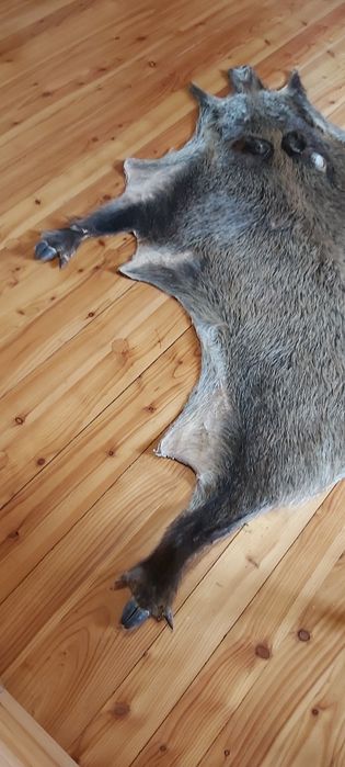 Skóra z dzika 140 x 80