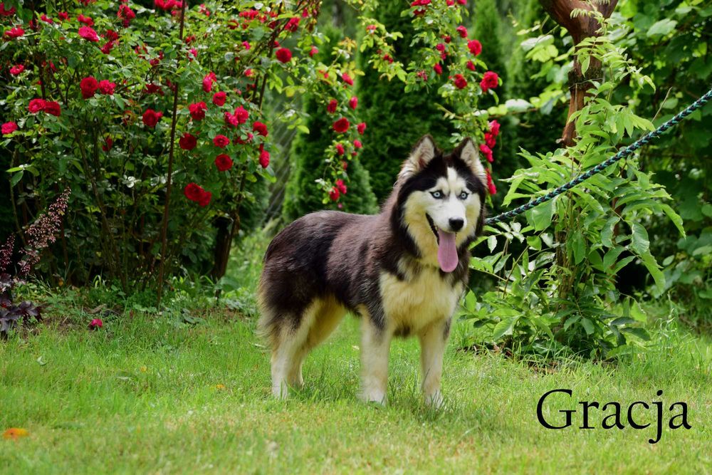 Siberian Husky Suczka