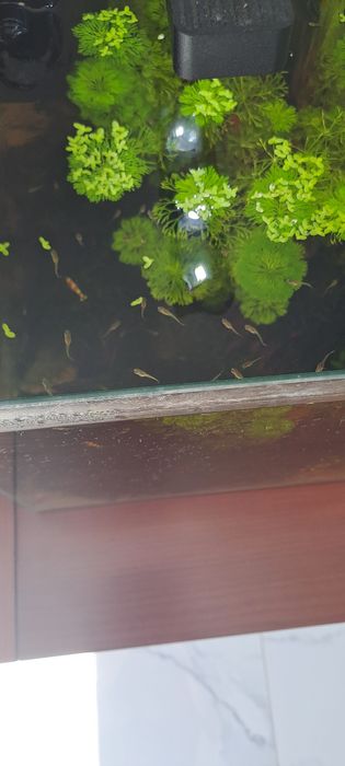 Vendo guppys hendler recem nascidos