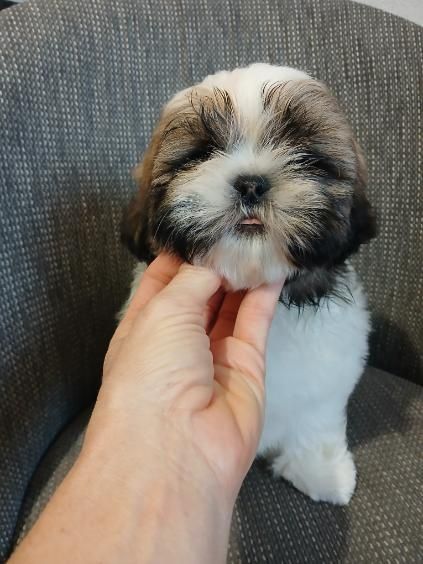 Shih tzu do rezerwacji