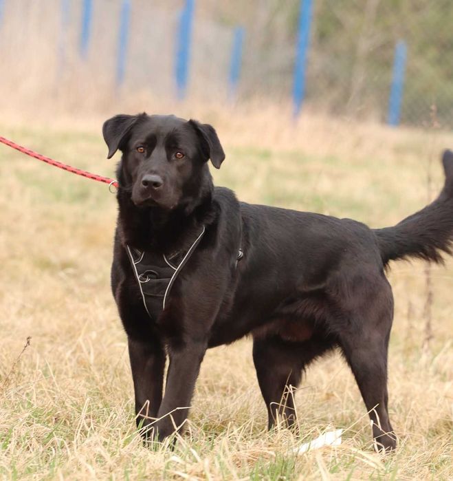 Black – wesoły pies w typie labradora gotowy do adopcji