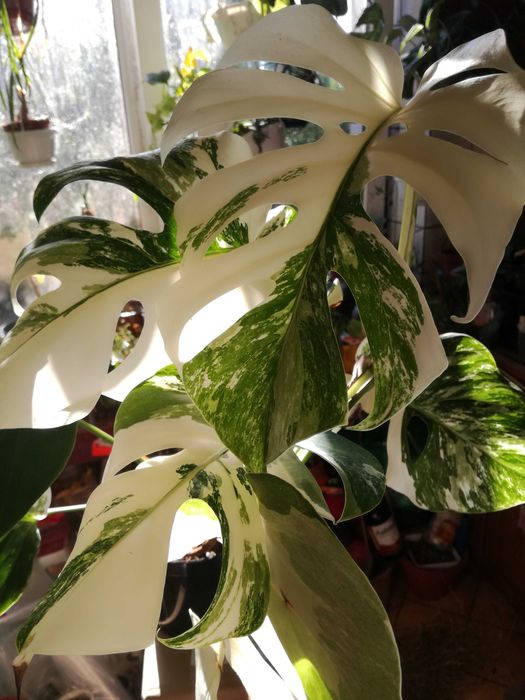 Monstera Alba Variegata NOWA biała roślina jedwab Philodendron 3liście