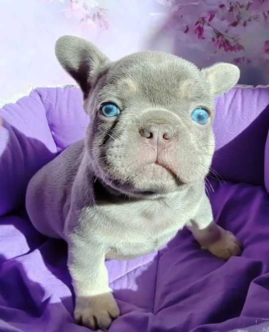 лиловые и голубые французские бульдоги