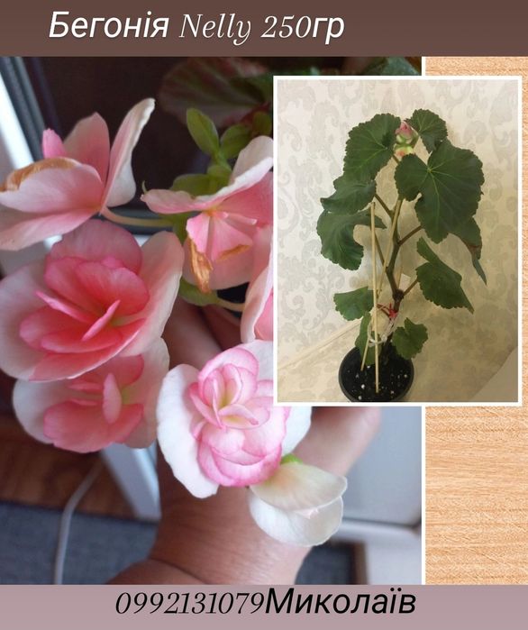 Продаю свои  комнатные растения   НЕ ГОЛАНДИЯ  это ВАЖНО